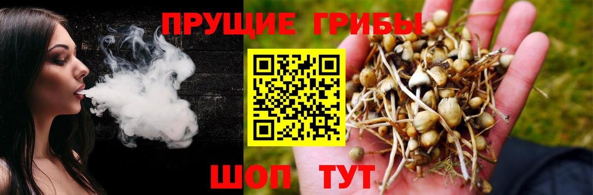 Псилоцибиновые грибы Psilocybe Лянтор